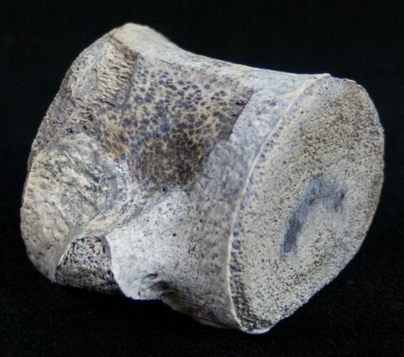 Champsosaurus Vertebrae (Cretaceous Reptile) #10579